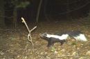 A night-time game camera photo taken of a striped skunk. The white and black sunk is walking on all fours through a leaf covered clearing while looking at a stick staked into the ground.