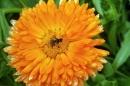 A syrphid hover fly on an orange calendula flower.