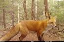A photo of a red fox captured by a camera trap in New Hampshire